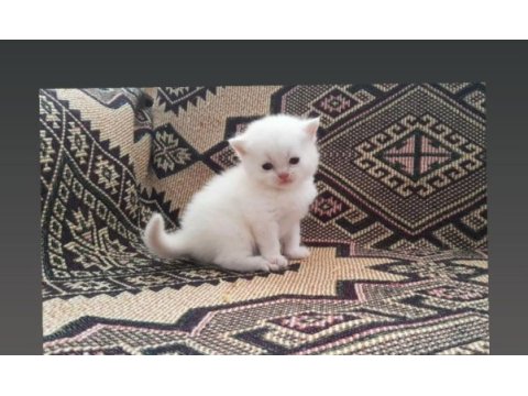 Erkek red point british bebeğimiz