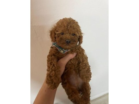 Toy poodle 2 aylık köpeğimiz