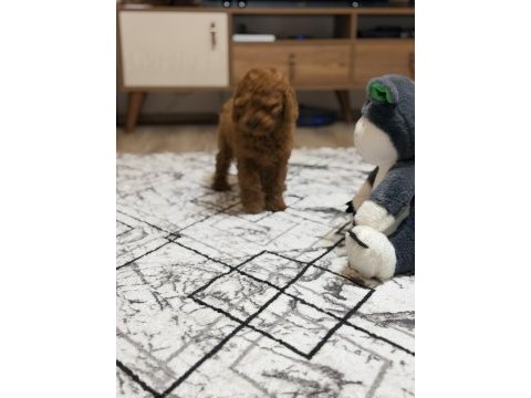 Dişi kore kan poodle yavrumuz