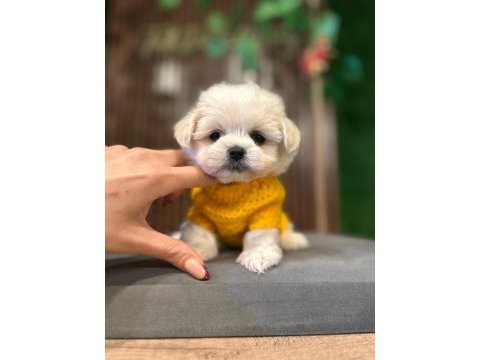 Maltese yavru köpeklerimiz
