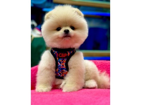 Show kalite pomeranian boo bebekler