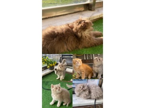 Scottish ve british shorthair show yavrular