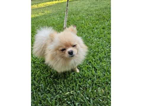 1 yaşında, erkek pomeranian boo