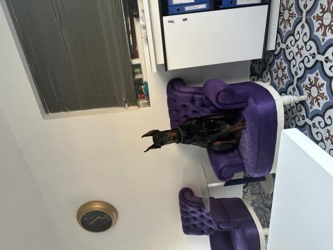 Safkan eğitimli doberman