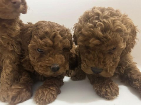 İki aylık erkek toy poodle yavrularım teslime hazırdır