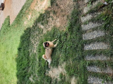 10 aylık pug