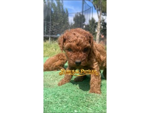 Orijinal toy poodle
