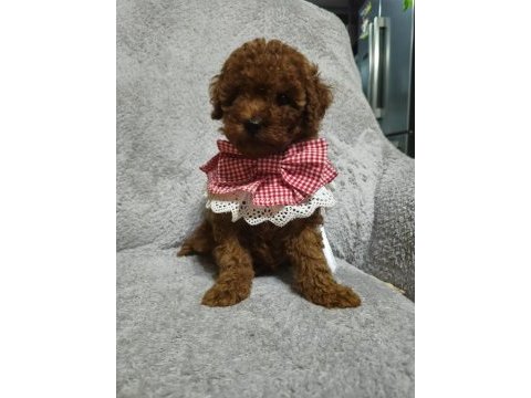 Toy poodle yavru