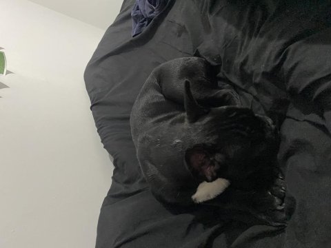 French bulldog 6 aylık erkek