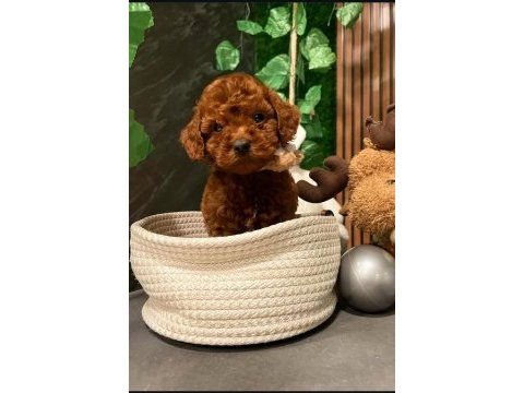 Wc eğitimli ruhsatlı evimizden toy poodle