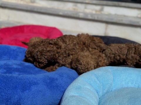 Wc eğitimli aşılı pasaportlu toy poodle 
