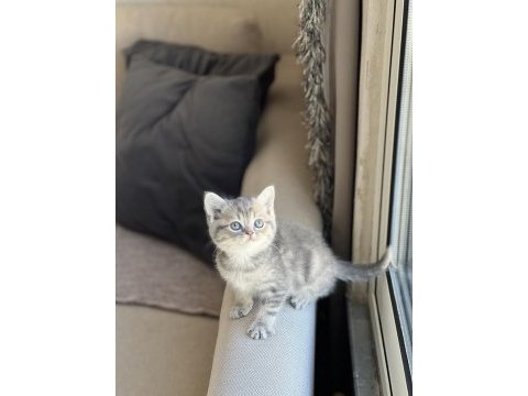 İnsan canlısı british shorthair yavrum