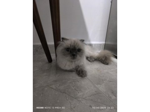 2 yaşında scottish fold