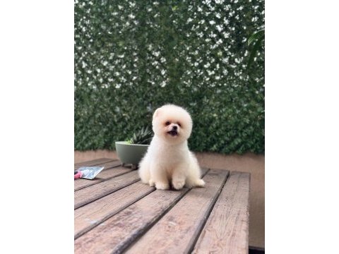 Ayıcık surat pomeranian boo bebekler