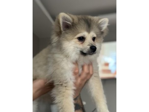5 aylık pomeranian