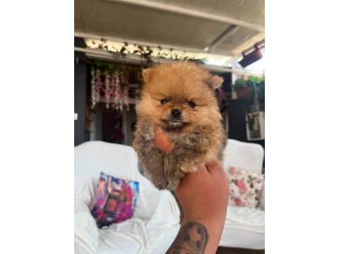 Dişi ve erkek pomeranian yavrular