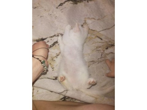 2 aylık british shorthair yavru