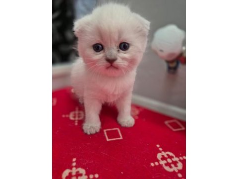 Scottish fold kedilerimiz yeni yuvalarını arıyorlar