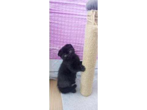 2 aylık scottish fold yavrularımız sahiplerini bekliyor