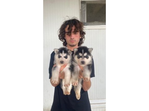 A kalite mavi gözlü husky yavrularımız