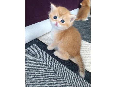 Golden british shorthair muhteşem yavrular
