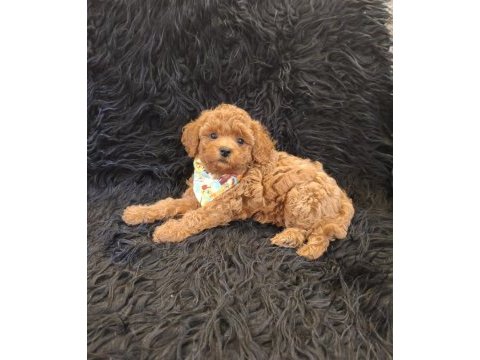 Sevimli erkek poodle
