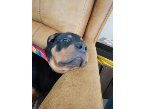 1.5 yaşında dişi rottweiler yuva arıyoruz