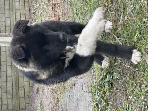 Amerikan akita safkan yavrumuz