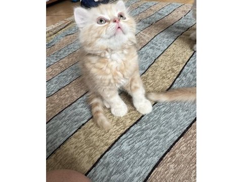 2 aylık british longhair yavrular yuvalanmaya hazır