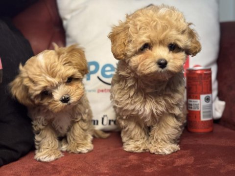 Ankarada ziyarete açık kore maltipoo yavrular