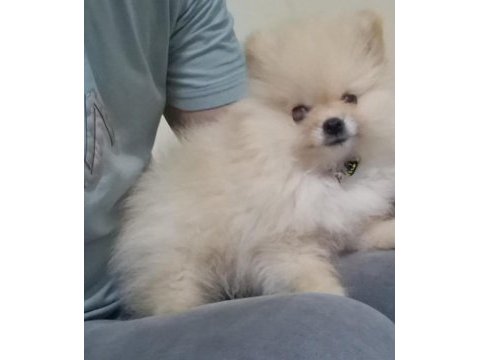 Pomeranian boo erkek 2.5 aylık surat