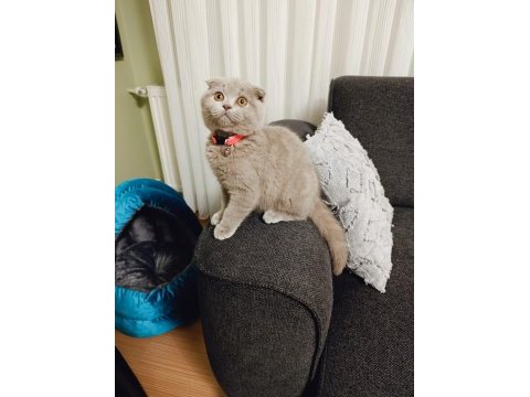 3 aylık kız bebek lilac scottish fold renk