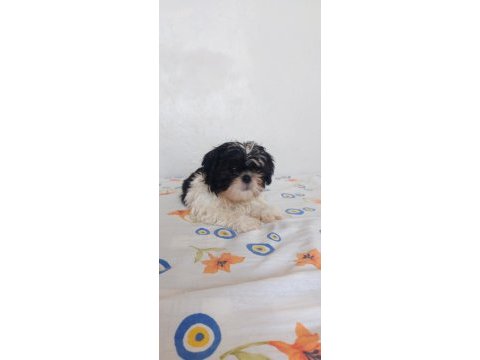 Ev ortamında büyüyen hareketli oyuncu shih tzu köpekler