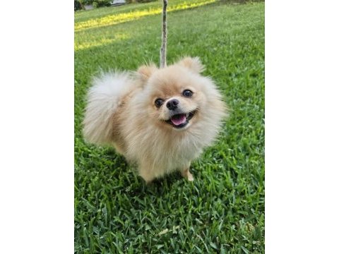 1 yaşında, erkek pomeranian boo