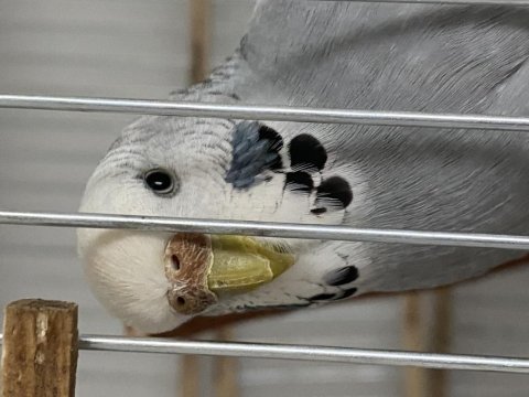 Dişi kartal muhabbet kuşum yeni yuvasını arıyor