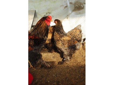 Gold laced brahma kuluçkalık yumurta & civciv
