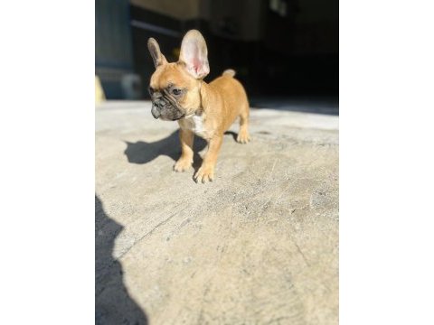 French bulldog bebeğime yeni yuva arıyorum