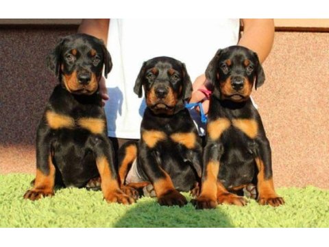 Sceli ırkının en iyisi doberman yavrular