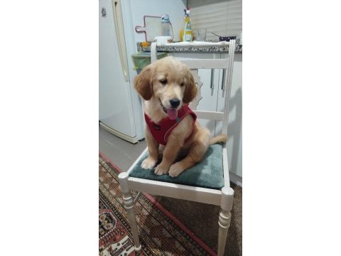 Güzel ve sevecen golden retriever kızımız şila