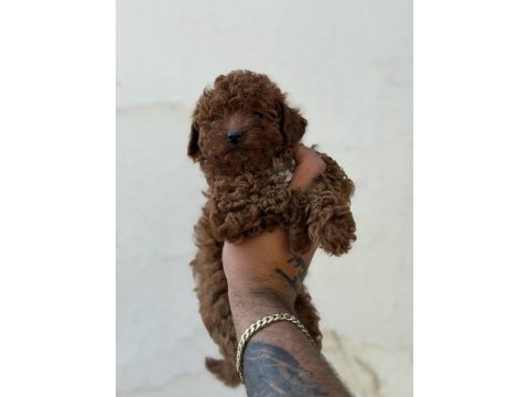 Erkek ve dişi kg garantili toy poodle bebekler