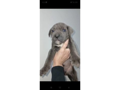Cane corso yavru köpeklerimiz