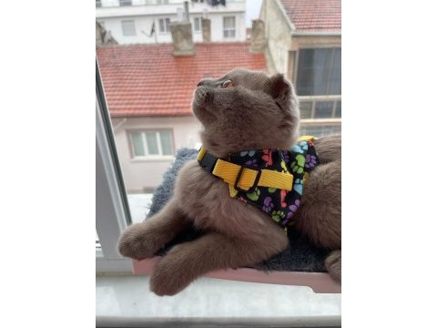 Scottishfold kedime british eş arıyorum