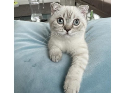 Scottish fold beyaz renk mavi gözlü 3 aylık