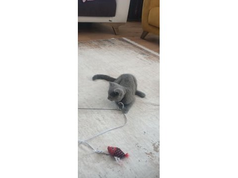 3 aylık british shorthair kedimiz