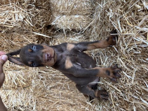 A şecereli babadan doberman bebekler