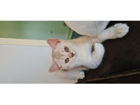 Bursa yavru british shorthair kedisi