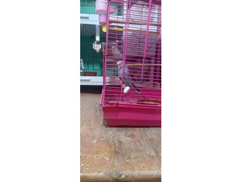 8 aylık erkek jumbo kırması muhabbet kuşu