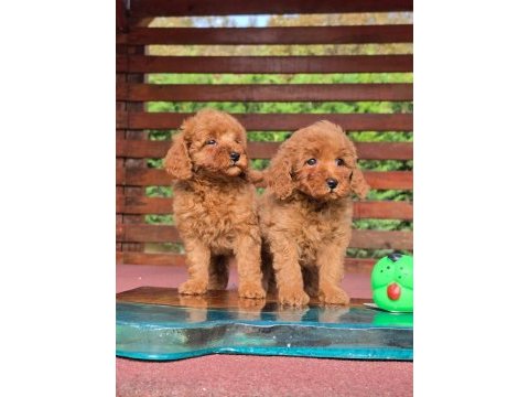 Poodle çiftliğinden red brown toy poodle bebeklerimiz