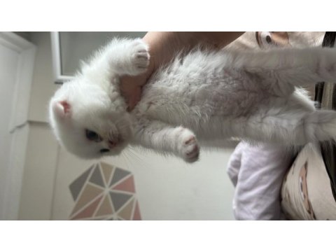 Sevimli sağlıklı scottish fold yavrularımız