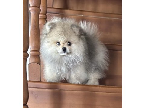 Pomeranian boo köpeğimiz